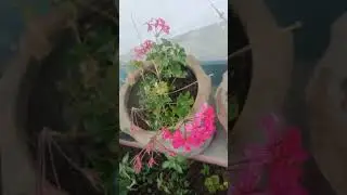 fllowering jasmin  motia frot
