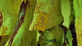 IMS 2025 Eickman's Beef Carcass Yield Grading