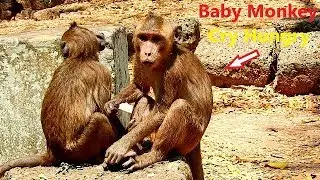 Baby Monkeys In Amari Group Cry So Hungry, In Dry Season Is So Hot & No Green Food, Thin Baby Monkey