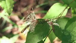 クチナガガガンボ/Elephantomyia sp.01_211018_ガイコツ山