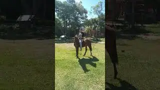 Potro 1 ano e o Guri est&aacute; domando