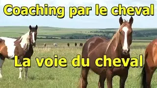 La voie du cheval - Equicoaching Horse Coaching Formation