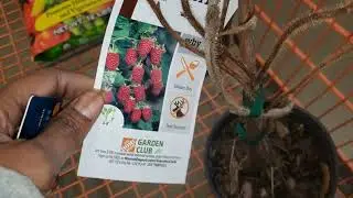 Garden Shopping @ Home Depot and Walmart
