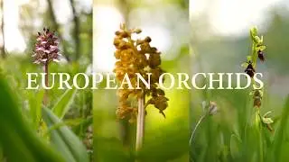 EUROPEAN ORCHIDS | Nature documentary film
