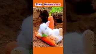 Rabbit eating Carrot ! #cute #rabbit #fruit