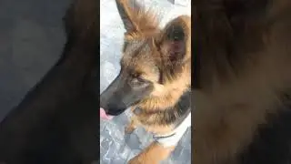 German Shepherd Puppy Eating Banana 🍌