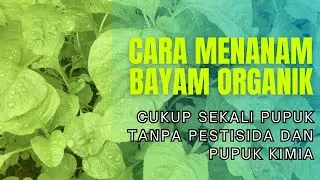 CARA MENANAM BAYAM ORGANIK.