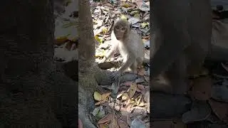 Most Interested Macaque Activity. #wildlife #cutebabymonkey #primate  #macaque #animal #animallover