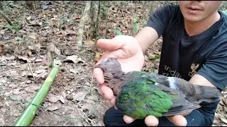 Creat amazing bird trap Used plastic rope to trap Common Emerald Dove