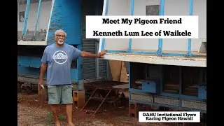 Racing Pigeon HAWAII- Kenneth Lum Lee