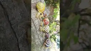 🐌 Grove Snail, Brown-Lipped Snail, Lemon Snail (Cepaea nemoralis) in TypicalSnail Family (Helicidae)