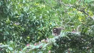 Doubtful Titi Monkey! Meal with a View!