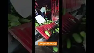 Amazing papaya half cutting machine 3ton/h