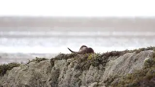 Washing Otters