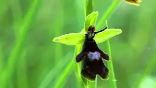 Ophrys insectifera 1.mp4