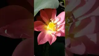 Hoa sen mini little lantern - Từ nụ hoa nở rộ th&agrave;nh b&ocirc;ng hoa đẹp #lamvuon #garden #lotus #minilotus