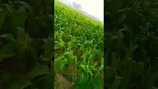 kundankumar लाइक सपोर्ट क्रिया फॉलो कीजिए 👌👌👍👍💪🙏🙏🙏