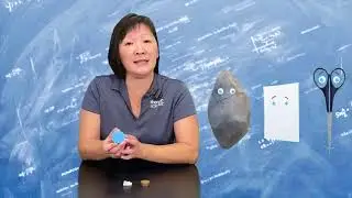 Rayleigh and Compton Scattering Explained