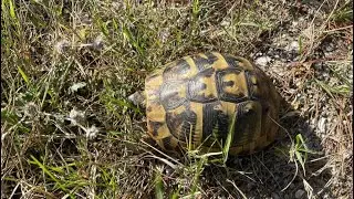 Herping γύρω από τη Θεσσαλονίκη Νοέμβριος 2025 - χελώνες, σαλαμάνδρες, ασπόνδυλα, μανιτάρια κ.ά.