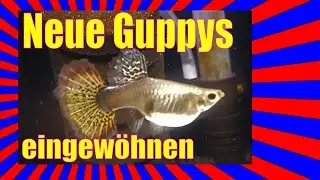 Viele neue Guppys und andere Fische in QT | Guppy Honiggurami Antennenwels | Fische züchten