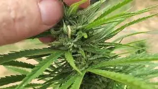 How to control bud worms! #gardening #organic #sungrown #california #buds