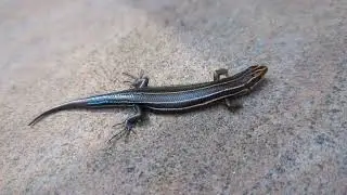 Florida Blue Skink