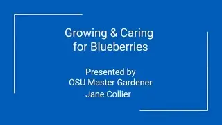 Growing & Caring for Blueberries with OSU Master Gardeners