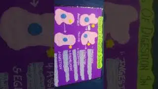 model on process of amoeba#art #clay #science #model #diy #amoeba #craft #shorts #handmade #creator