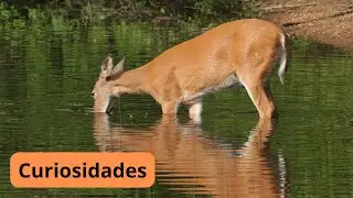 Cor&ccedil;a, por que precisa da &aacute;gua?
