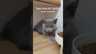 First Day vs After! Tiny Paw Hotel Boarding Experience 🏨🐾✨