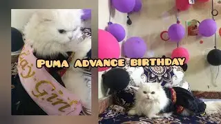 Puma ko Diya surprise 🥰dekhen vlog m 🧐#vlogcat #vlog #plzz_subscribe #catlovers #viralvideo #foryou 