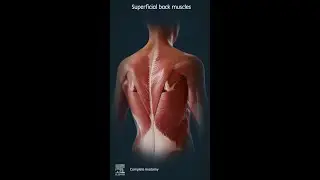 Muscles of the back