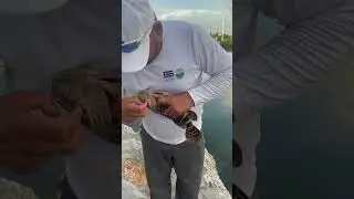 Catch and release only Goliath grouper
