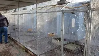 Love birds breeding | Love birds breeding| parrot cage setup | parrot breeding farm | parrot farm