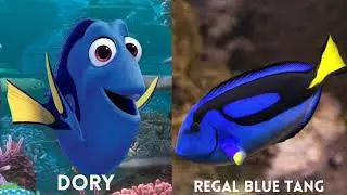 Finding Nemo Movie Fish and real life species | SuPeR DuPeR