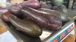 Productores de paltas de Quillota te enseñan a saber cuales comprar y cómo hacerlas madurar