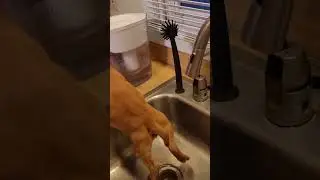 Dogs First Bath - Mission Impossible, Part 3 #part3 #dog #puppy #dogbath #howto #shorts