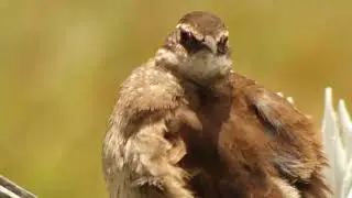 Disparos de conservación
