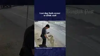 Lost dog finds owner at drink stall