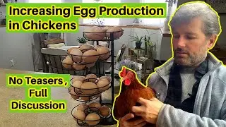 Increase Egg Production in Chickens, No Teaser Video, Full Discussion. No One Trick is Perfect
