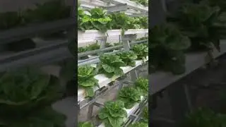Advantages of Vertical Nft Grow System