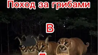 Поход за грибами в деревенский лес|фильм