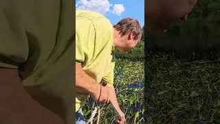 Weed Razor Showdown! Lake Clean Up with a Satisfying Twist #tools #docks #maintenance