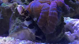 Snowflake Eel in a 40 Gallon Breeder Reef Tank