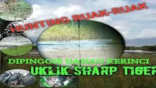 Hunting Ruak Ruak coba akurasi Longe range sharp tiger upgrade