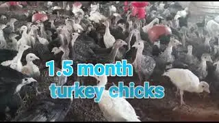 Turkey chicks 1.5 month old chicks Available for sale 8103145060 MADHYA PRADESH chhindwara