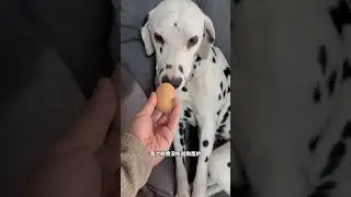 These dogs marked me#Funny#dog#Cute pets#Never expected#The confusing behavior of animals