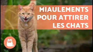 BRUITS pour ATTIRER VOTRE CHAT📣🐈 (MIAULEMENT de CHAT pour ATTIRER votre CHAT)