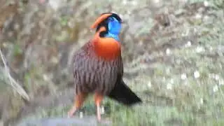 Temmink's Tragopan