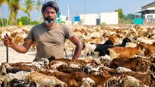 1000 செம்பறி ஆடுகள் பண்ணை 3 பணியாட்கள் பரம்பரை ஆடு மேய்க்கும் தொழில் | Goat பார்ம் | Siva Arun Tv